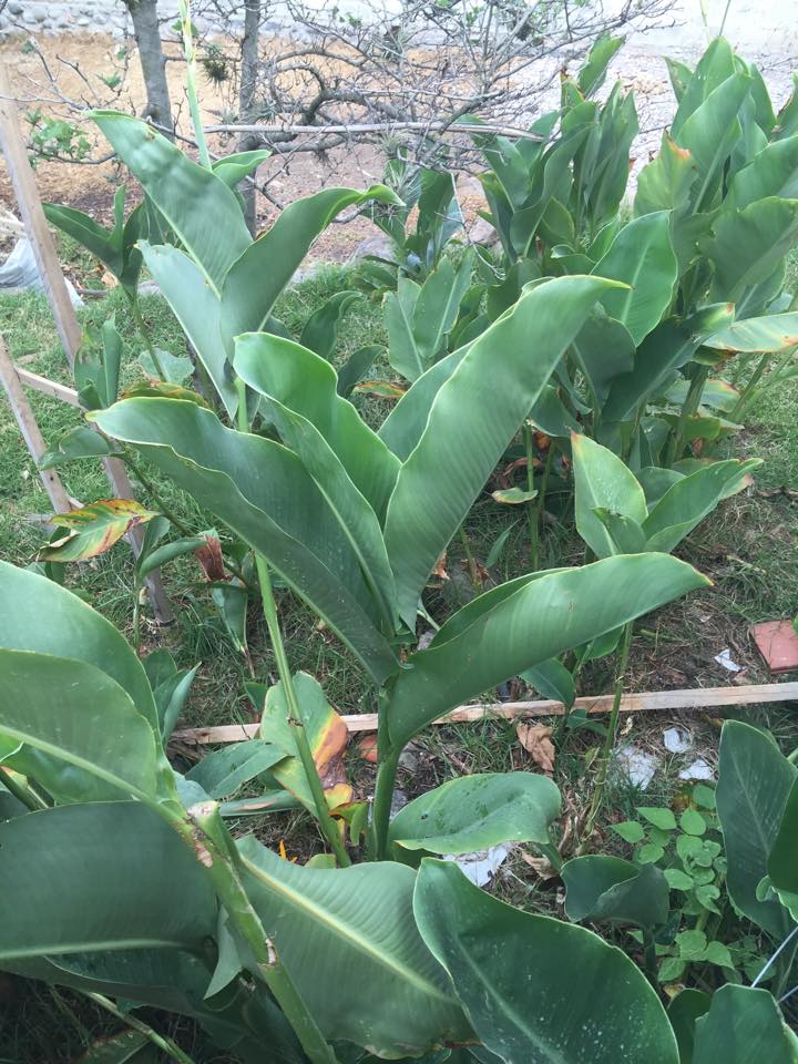 A Small Garden